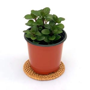 오데코롱민트 허브 실내 공기정화 소형 반려 식물