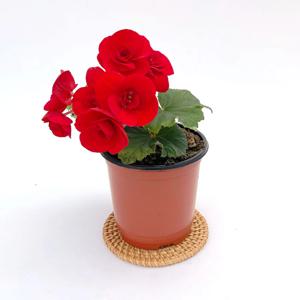 꽃베고니아 장미베고니아 미니 꽃화분 모종 키우기