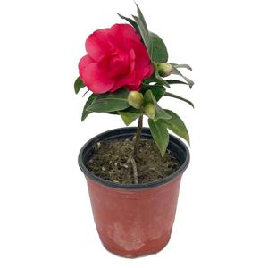 동백나무 소품 블랙로즈 노지월동꽃 겨울꽃 동백꽃 겹동백 묘목