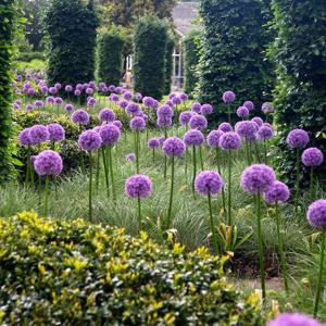 알리움 글로브마스터 핀볼위자드 대형 추식 구근 월동가능 다년생 신품종