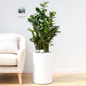 금전수 흰색원형 경량화분 인테리어식물 거실화분 개업화분 승진화분 공기정화식물