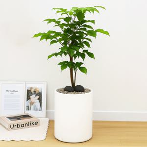 녹보수 흰색원형 경량화분 인테리어식물 거실화분 개업화분 승진화분 공기정화식물