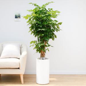 녹보수 흰색원형 경량화분 인테리어식물 거실화분 개업화분 승진화분 공기정화식물