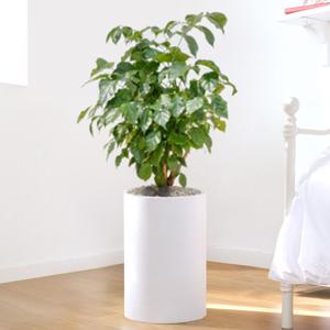 녹보수 흰색원형 경량화분 인테리어식물 거실화분 개업화분 승진화분 공기정화식물