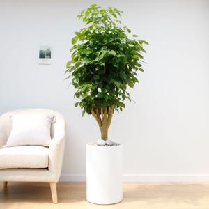 녹보수 흰색원형 경량화분 인테리어식물 거실화분 개업화분 승진화분 공기정화식물