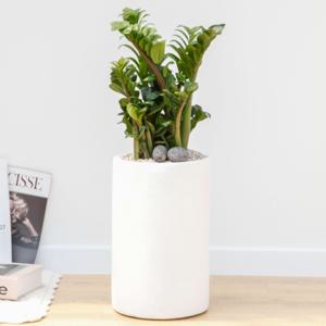 보석금전수 흰색원형 경량화분 인테리어식물 거실화분 개업화분 승진화분 공기정화식물