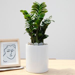 보석금전수 흰색원형 경량화분 인테리어식물 거실화분 개업화분 승진화분 공기정화식물