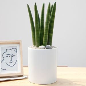 스투키 흰색원형 경량화분 인테리어식물 거실화분 개업화분 승진화분 공기정화식물
