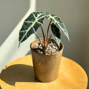 거북알로카시아_화분컬러14종_공기정화식물 소형식물 키우기쉬운식물 귀여운식물