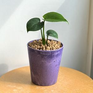 몬스테라_화분컬러14종_공기정화식물 소형식물 키우기쉬운식물 집들이