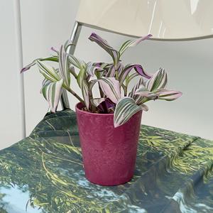 삼색달개비_화분컬러14종_공기정화식물 소형식물 키우기쉬운식물 집들이