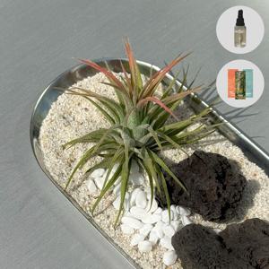 이오난사 트레이 프래그런스 오일 세트 2+1 책갈피 공기정화 식물 집들이 직장동료 생일선물