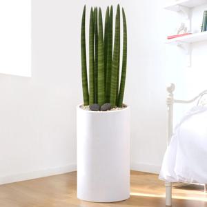 스투키 흰색원형 경량화분 인테리어식물 거실화분 개업화분 승진화분 공기정화식물