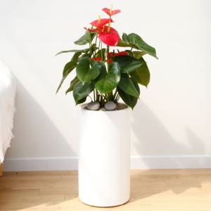 안스리움 흰색원형 경량화분 인테리어식물 거실화분 개업화분 승진화분 공기정화식물