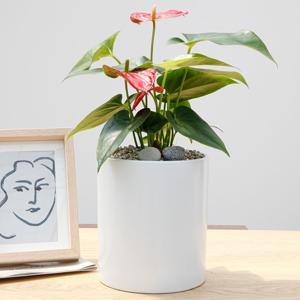 안스리움 흰색원형 경량화분 인테리어식물 거실화분 개업화분 승진화분 공기정화식물