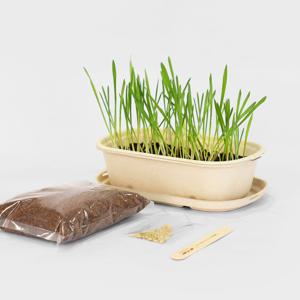 보리싹 캣그라스 재배 키트 고양이 헤어볼 방지 새싹 키우기