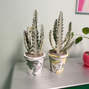 화이트고스트 흰유령 선인장 테이블사이즈 반려식물 - 핸드메이드토분L 2type