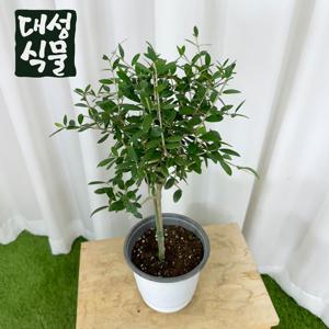 올리브 나무 외목대 15cm 중형 플랜테리어 관엽 공기정화식물 토피어리 실내화분