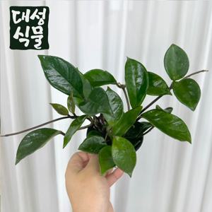 소원호야 꽃피는 공기정화식물 덩굴 행잉 키우기쉬운 플랜테리어