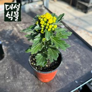 갯국 10cm 갯국화 독일국화 야생화 가을꽃 모종 다년생 노란꽃 해국