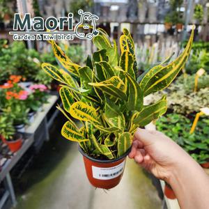 바나나크로톤 크로톤 실내공기정화식물 거실화분 플랜테리어