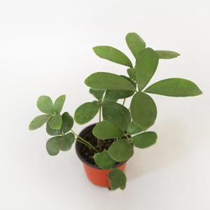 멕시코소철 실내공기정화식물 미세먼지제거 유니크식물