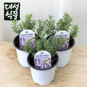 잉글리쉬 라벤더 3개입 소형 허브식물 라벤다 식용 모종 향기나는 다년생
