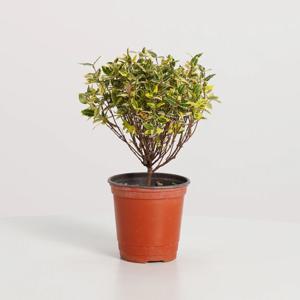 황금마삭줄(외목대) 키우기쉬운 실내공기정화식물 인테리어식물 소형 모종