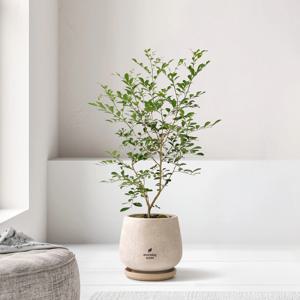 오렌지자스민 중대형 빈티지 frp 받침포함 항아리 거실화분 개업 인테리어 식물 실내화초