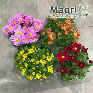 국화 화분 꽃 모종 사계 가을꽃 4개입 10cm 포트