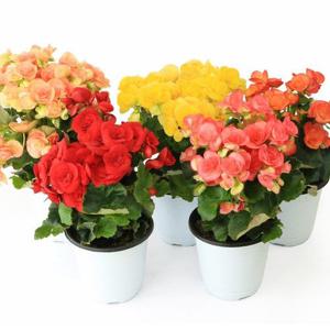 장미 베고니아 15cm 중품 사계절 내내 피는 야생화 봄 꽃 식물