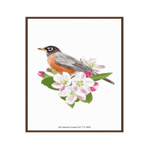 SEP Framed Poster_Robin on Apple Tree Branch