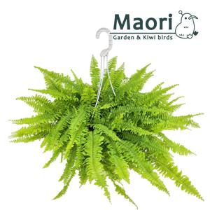 보스턴고사리 보스톤 행잉 중품 반음지 실내공기정화식물