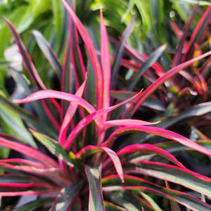 코르딜리네 프루티코사 홍죽 아이차카 관엽식물