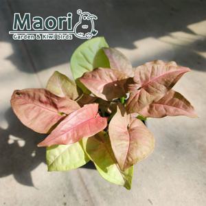 핑크 싱고니움 신고니움 싱고늄 관엽 실내공기정화식물 소품