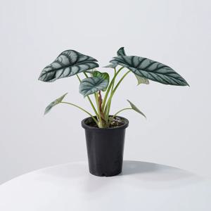 알로카시아 실버드래곤 중품 키우기쉬운 실내공기정화식물 인테리어식물 모종