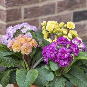 앵초 프리뮬라 10cm포트 13종 택1 벨라리나 프리티폴리 봄꽃 관엽 식물 야생화