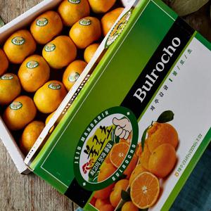 12.5 brix 이상 당도선별 제주 불로초 감귤 선물용