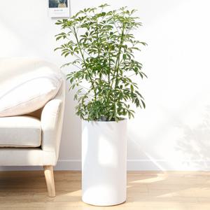 홍콩야자 인테리어 거실화분 개업화분 실내화초 실내공기정화식물