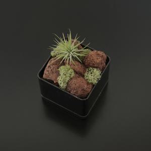 틸란드시아 이오난사 (Tillandsia ionantha) 작은방꾸미기 쇠테리어