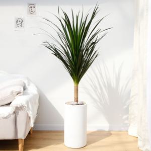 드라코 흰색원형 경량화분 인테리어식물 거실화분 개업화분 승진화분 공기정화식물