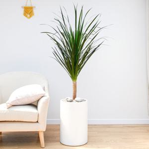 드라코 흰색원형 경량화분 인테리어식물 거실화분 개업화분 승진화분 공기정화식물