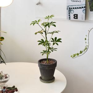 블랙 플리츠팟 S자 수형 홍콩야자 식재 세트 화분 집들이 카페 화초 선물