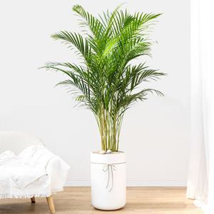 아레카야자 흰색원형 경량화분 인테리어식물 거실화분 개업화분 승진화분 공기정화식물