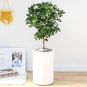 오렌지자스민 흰색원형 경량화분 인테리어식물 거실화분 개업화분 승진화분 공기정화식물
