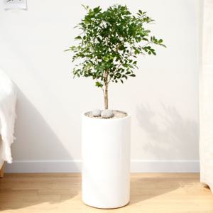 오렌지자스민 흰색원형 경량화분 인테리어식물 거실화분 개업화분 승진화분 공기정화식물