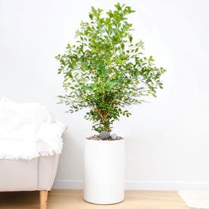 오렌지자스민 흰색원형 경량화분 인테리어식물 거실화분 개업화분 승진화분 공기정화식물