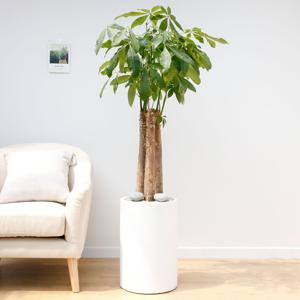 파키라 흰색원형 경량화분 인테리어식물 거실화분 개업화분 승진화분 공기정화식물