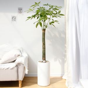 파키라 흰색원형 경량화분 인테리어식물 거실화분 개업화분 승진화분 공기정화식물