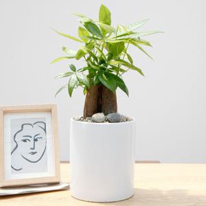 파키라 흰색원형 경량화분 인테리어식물 거실화분 개업화분 승진화분 공기정화식물
